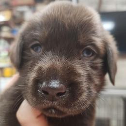 5th Available - Chocolate male Labrador Retriever puppy in Eugene, Oregon from Humphrey Retrievers