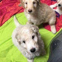 Golden Retriever, Goldendoodle, and Sheepadoodle Puppies from Farmstead 51