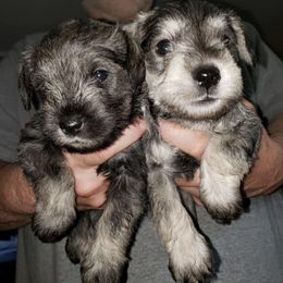 Miniature Schnauzer Puppies from Springs Miniature Schnauzers