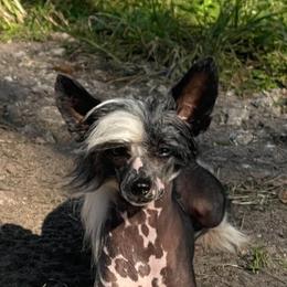 Chinese Crested and Russell Terrier All Grown Up from Jumping Jacks Russells