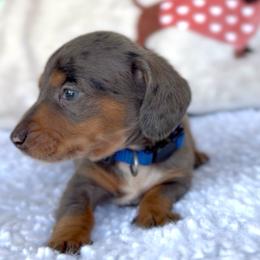 Boy 4 - Dapple male Dachshund puppy in Bakersfield, California from KC Doxies