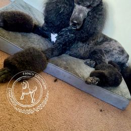 Langston - Poodle