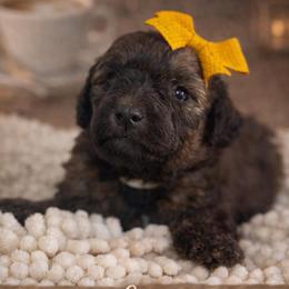 Latte- White - Phantom female Bernedoodle puppy in Oak Hills, California from High Desert Doodles