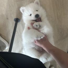 Samoyed Puppies from Southern Roux Samoyeds