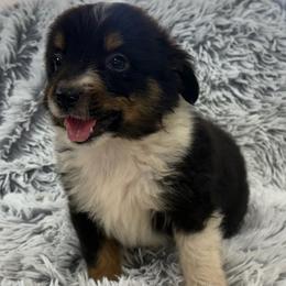 Drake - Black tri male Toy Australian Shepherd puppy in Ambrose, Georgia from Brandilyn's Aussies