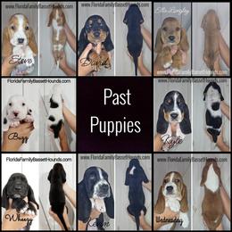 Basset Hound Puppies from Florida Family Basset Hounds
