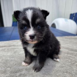 Sabrina - Black and white female Pomsky puppy in New Lenox, Illinois from Illinois Poms