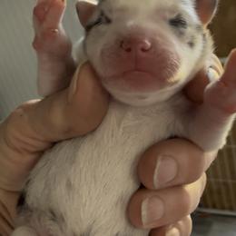 Camron - Merle male Pomsky puppy in Spring Hill, Florida from PDQ Pomskies