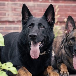 German Shepherds from Sonnengold German Shepherds