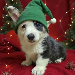 Thrasher - Black and tan male Pembroke Welsh Corgi puppy in Castle Rock, Washington from Heckman Corgis