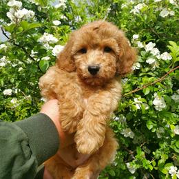 Gunner-Small AKC Mini Poodle - Red  male Poodle puppy in Falcon, Missouri from Cedar House Heritage Poodles | AKC Toy & Miniature Poodle Puppies Raised in Home