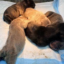 French Bulldog puppies from Mary_Lands_dog_kennels