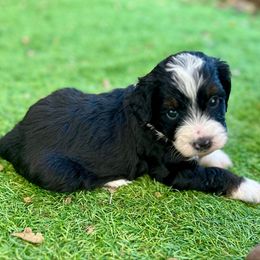 Flint - Tri-color male Bernedoodle puppy in Royse City, Texas from Platinum Bernedoodles of Texas
