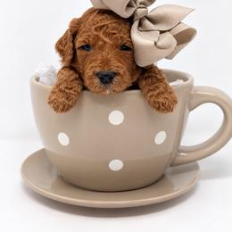 Yertle - Red  female Goldendoodle puppy in State Road, North Carolina from Must Love Doodles