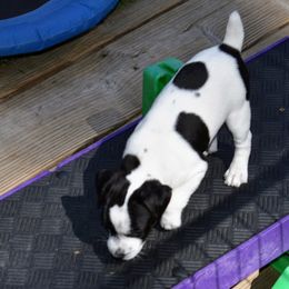 Jack Russell Terrier and Labrador Retriever Puppies from Julsby Labradors and Jack Russell Terriers
