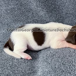 Chocolate Piebald Girl - Dachshund puppy from Coastal Georgia Miniature Dachshunds