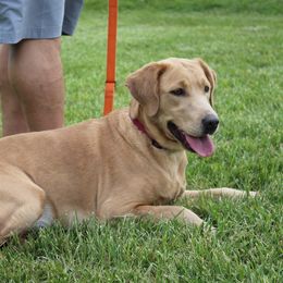 Precious - Labrador Retriever