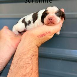 Sunshine - Liver white and tan female English Springer Spaniel puppy in Uvalda, Georgia from Willow Creek Farms