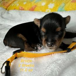 Bruce - Black and tan male Yorkshire Terrier puppy in Ashland, Kentucky from Yorkie Paw
