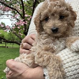 Dahlia-Purple Collar Girl - female Cavapoochon puppy in Clementon, New Jersey from PitterPatterPuppiesNJ