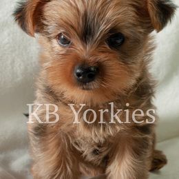 Yorkshire Terriers from Kim's Yorkshire Terriers
