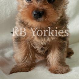 Yorkshire Terriers from Kim's Yorkshire Terriers