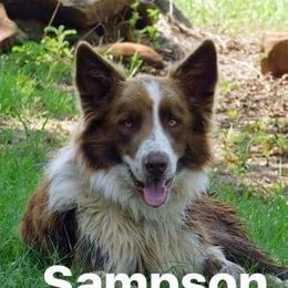 Sam - Border Collie