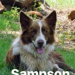Sam - Border Collie