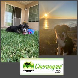 Australian Shepherd Puppies from Cherangani Hills Australian Shepherds