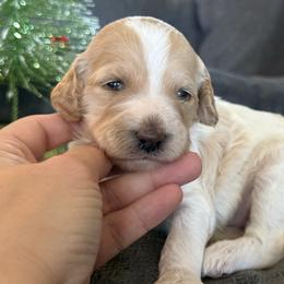 Macy - Parti female Goldendoodle puppy in Maricopa, Arizona from AZ Designer Goldendoodles