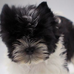 Kodak - Yorkshire Terrier