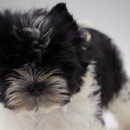 Kodak - Yorkshire Terrier