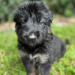 Elon - Black and red male German Shepherd puppy in Ocala, Florida from Appleridge German Shepherds