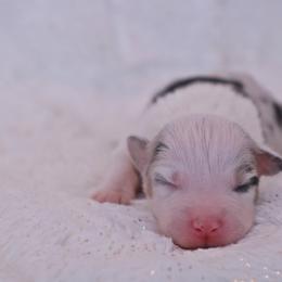 Genesis - Blue merle female Australian Shepherd puppy in Leavenworth, Kansas from Silverbrook Australian Shepherds