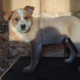 Boy 1 - Australian Cattle Dog puppy in Helena, Montana from Spring Haven Heelers