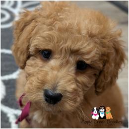 Harlow - Mini Goldendoodle - OFA-Genetics-2 Yr Warranty. - Apricot female Goldendoodle puppy in Jeddo, Michigan from Apple Creek Doodles