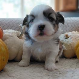 (We will call him the name of your choice) - Black gold and white male Shih Tzu puppy in Glenmont, Ohio from Reed Ranch Shih-tzus