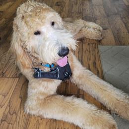 Buddie - Goldendoodle