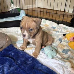 American Bully Puppies from East bound and Down Bully’s