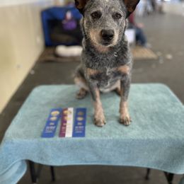 Daphne - Australian Cattle Dog