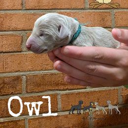 OWL - Silver gray female Weimaraner puppy in Ferrum, Virginia from LAAT Weims
