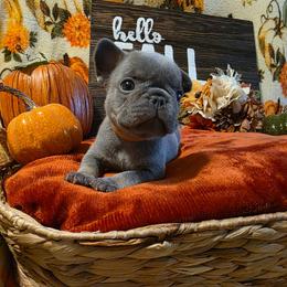 Winston - Blue fawn male French Bulldog puppy in Columbia Falls, Montana from Glacier French Bulldogs of Montana