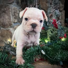 Boy 1 - male French Bulldog puppy in Mayo, Florida from Lyons Heart Pups