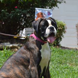 Meatball - Boxer