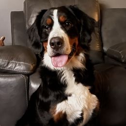 Ciri - Bernese Mountain Dog