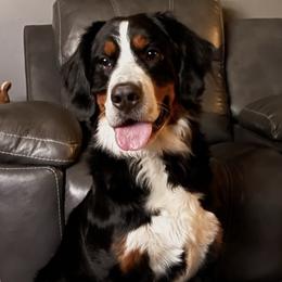 Ciri - Bernese Mountain Dog
