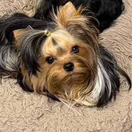 Dolly - Yorkshire Terrier