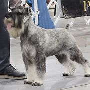 Standard Schnauzer All Grown Up from Moon Flower Farm