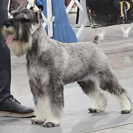 Standard Schnauzer All Grown Up from Moon Flower Farm