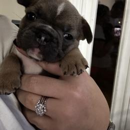 French Bulldog Puppies from 4T Ranch